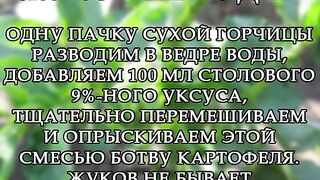ЗА БОРБА С КОЛОРАДСКИЯТ  БРЪМБАР