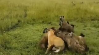 Alone Lion attacked by wildl dogs