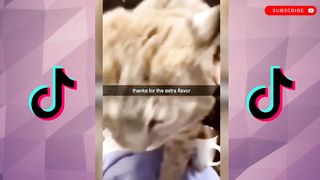 Best Animals on TikTok #2 ???? - Funny Animal Compilation????