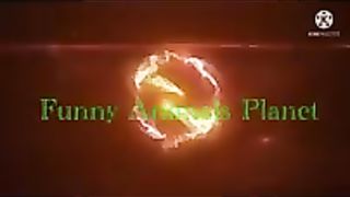 Best of funny animal videos Funniest compilation vines 2021 Funny Animals Planet
