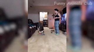funny and cute animal videos compilation 2022 | tiktok funny animals video