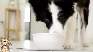 Funny Animals Scarring And Chasing People 2021 Compilation