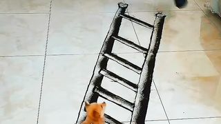 Cute Cats Funny Entertainment