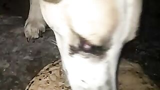 Dog video 2