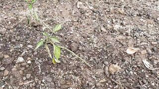 my home plants