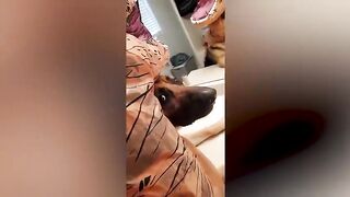 2023's Best Cat Comedy: Hilarious Videos You Can't Miss!