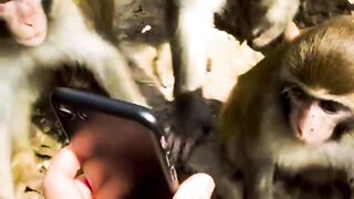 Monkeys and iPhone