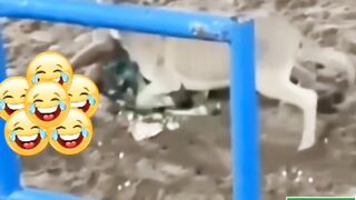 Man vs donkey