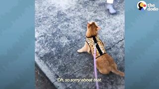 Cat Hates Everyone
