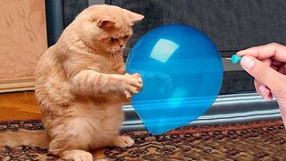 The funniest animals / Fun with cats and dogs 2023 / LA #148