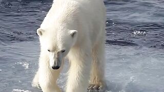 Polar bear on ice