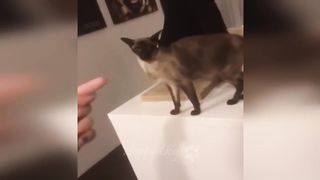 Chats drôles / Chiens - Animaux droles 2023