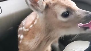 Fawn Bleats after being Rescued