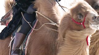Camel ridding