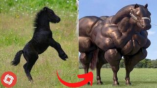 Animals Grow Up - I'm a Big Kid Now From Baby Animals To  Animals 2