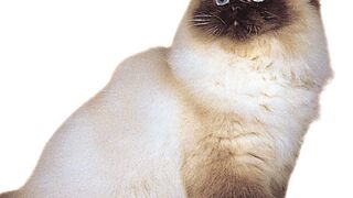 how to Cat video for chillds - My SECRET weapon