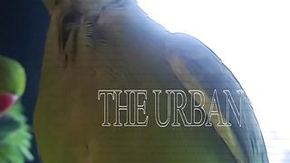 My Ringneck Parrot