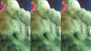 My cute Ringneck Parrot