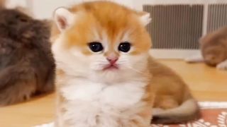 Cute cat video 2