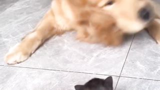 Funny cats and dogs video 2