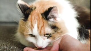 Cute cat video is so cute