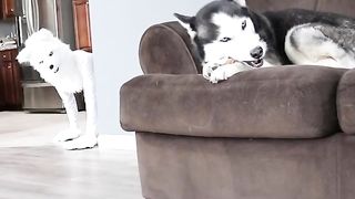 Funny dog ???? video 2