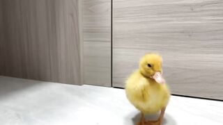 Funny dunck video