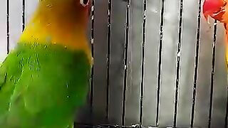 Love birds 4