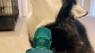 dog singing
