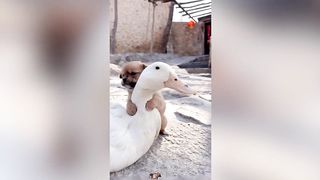 25 Most Ridiculous Moments Caught on Camera _ TOP X TV