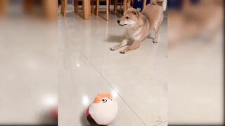 Baby Dogs - Cute and Funny Dog Videos Compilation 3