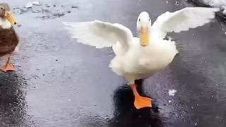 Funny Punjabi ducks ????