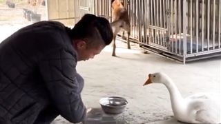 Des animaux vraiment intelligents