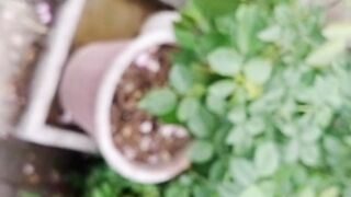 بارش میں پودے خراب ہونے سے کیسے بچائیں