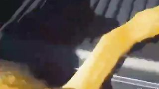 Funny cats and dog 2