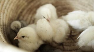 chicken video | beautiful chicken baby | colourful chicks growth day by day