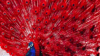 Beautiful Red Peacock ????