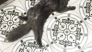 Why does my cat always sleep like this ????