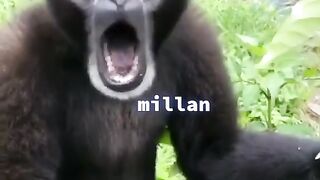 this monkey is funny