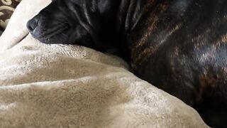 My dog is my world