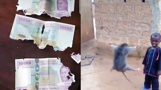 this mouse pays for the others