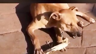 the dog that sucks sugar cane