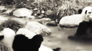 Panda world