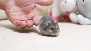 2 funny hamster