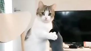 Funny cats video 4