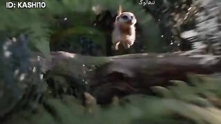 Interesting animals