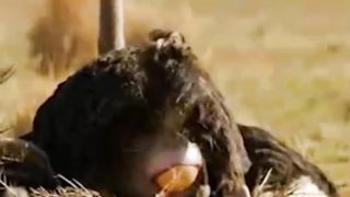 Amazing Animals video 2023