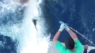 fishing Shark OMG