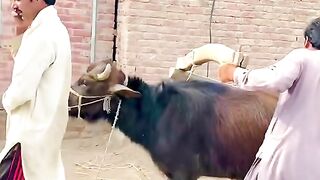 New funny video # new version / new upload clip 2023