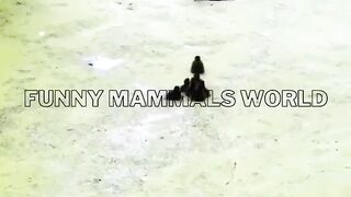 Funny Duck Playing